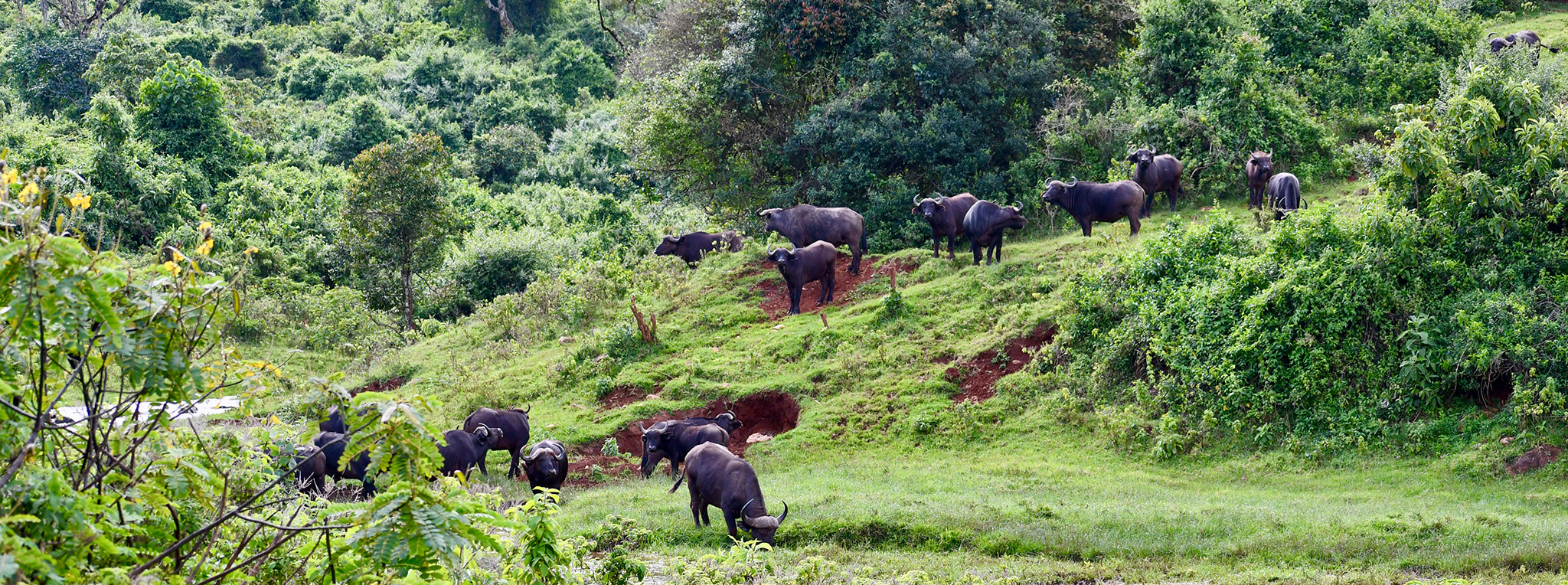 Lush forests, waterfalls, and wildlife in Aberdare National Park, Kenya.