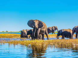 Elephants walking through the wetlands of the Okavango Delta in Botswana surrounded by lush vegetation.