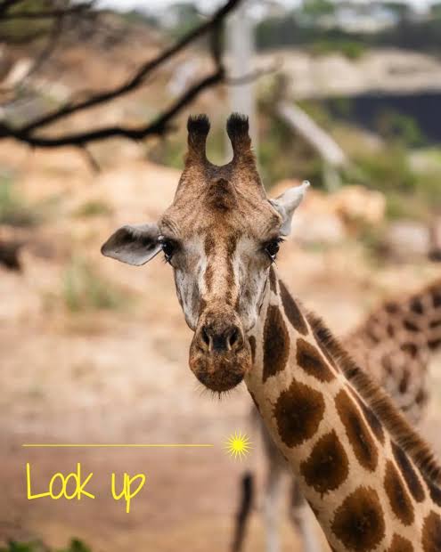 A Rothschild's giraffe feeding from a visitor at Haller Park in Bamburi, Mombasa, Kenya