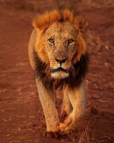 lion
